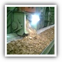 LEAF TOBACCO SHREDDED TOBACCO raw tobacco leaf dark air cured tobacco rustica tobacco FLUE CURED TOBACCO